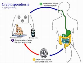 Cảnh giác với tiêu chảy cấp tính do Crytosporidium