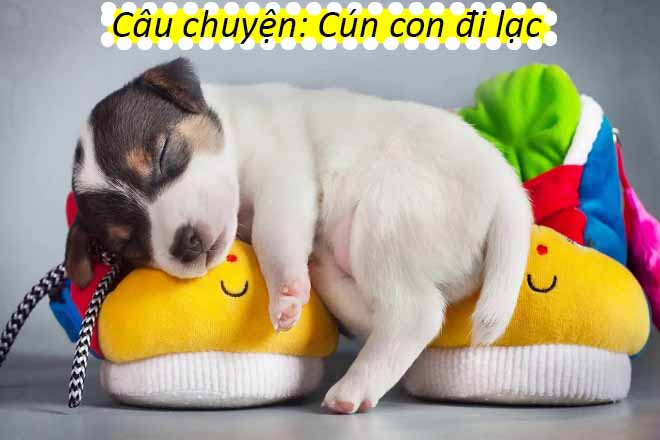 Câu chuyện Cún con đi lạc